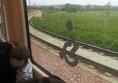 Picture of Edinburgh Trams - View from the window