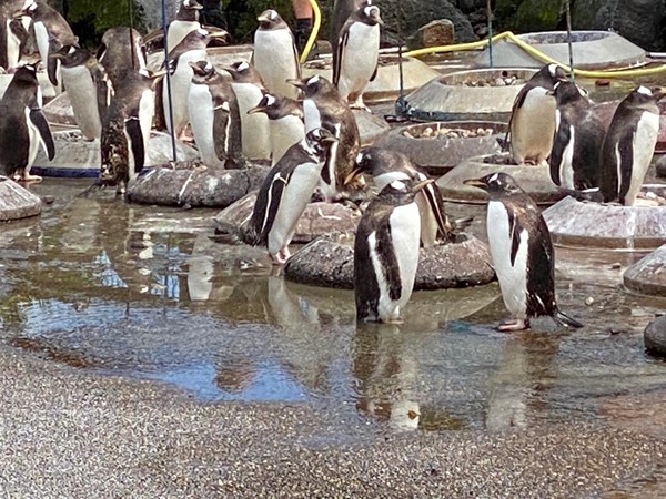 The penguins out for blether