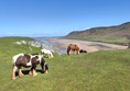 Image of Worms Head, Swansea