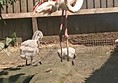 Picture of Birdland, Farnham