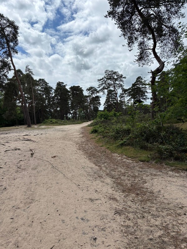 Image of a pathway