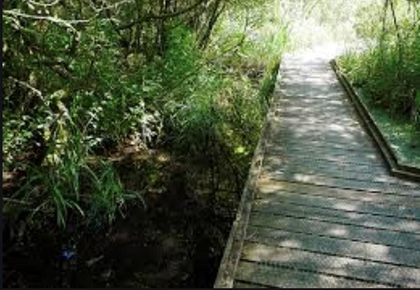 Picture of WWT Arundel Wetland Centre