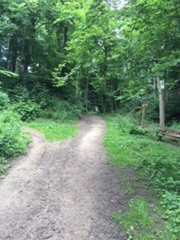 Picture of Flatts Wood Walk