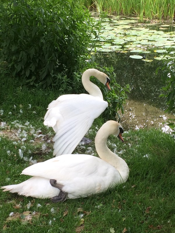 Resident swans