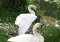 Resident swans