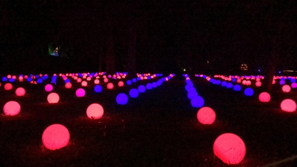 Picture of Christmas lights at Edinburgh Botanics