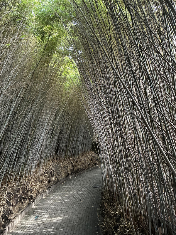The bamboo labyrinth
