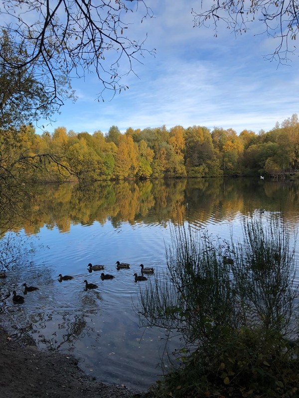 View of the pond with trees on the other side.