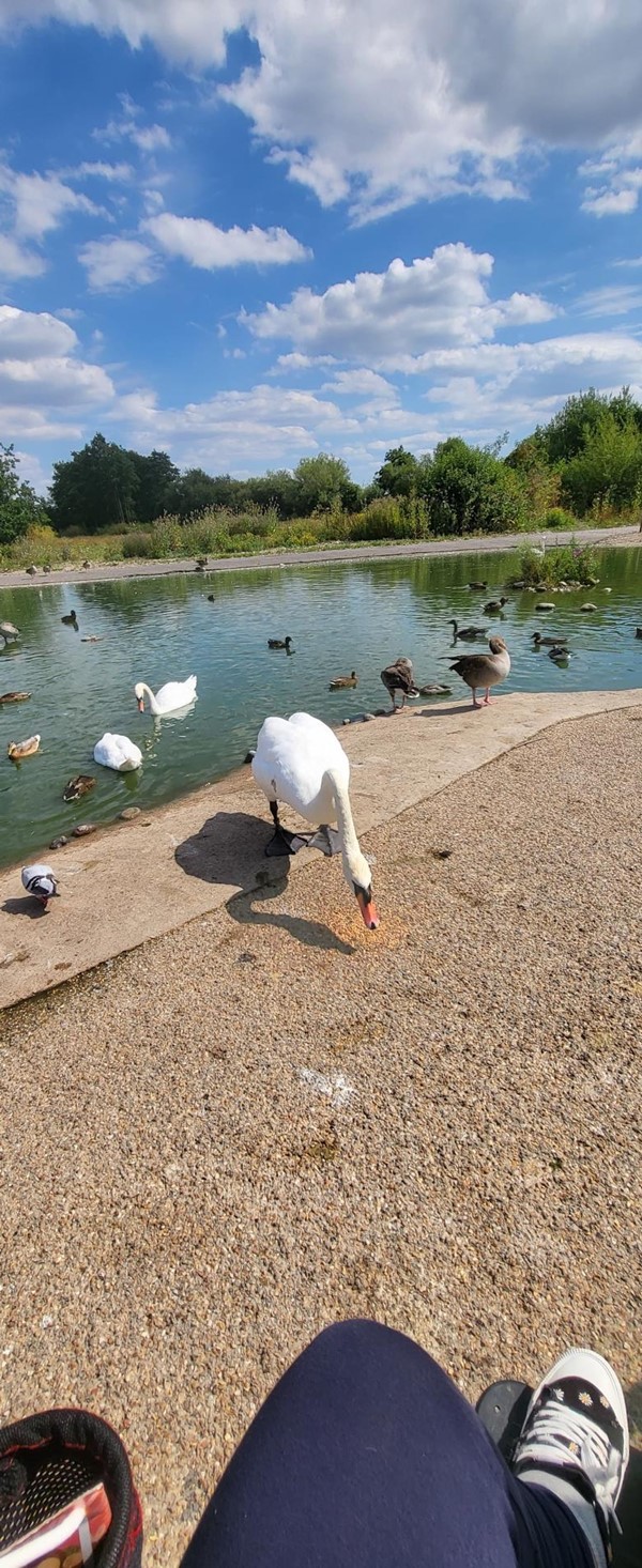 Everywhere is accessible and you can fee's the ducks as long bird flu isn't around.