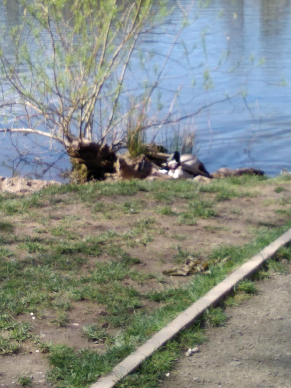 Picture of some ducks by a pond