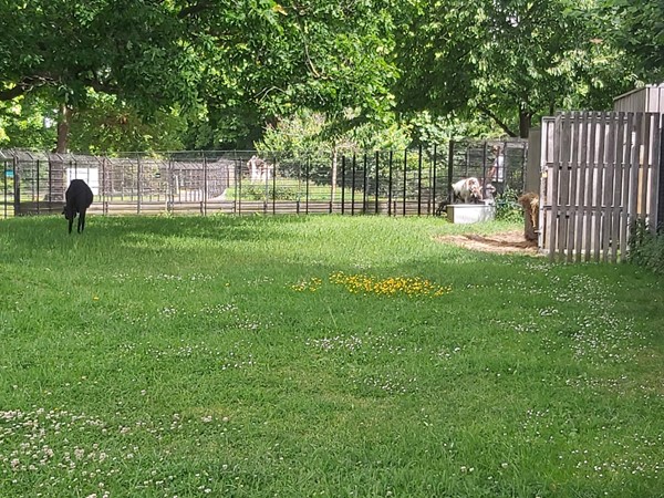 Goat enclosure