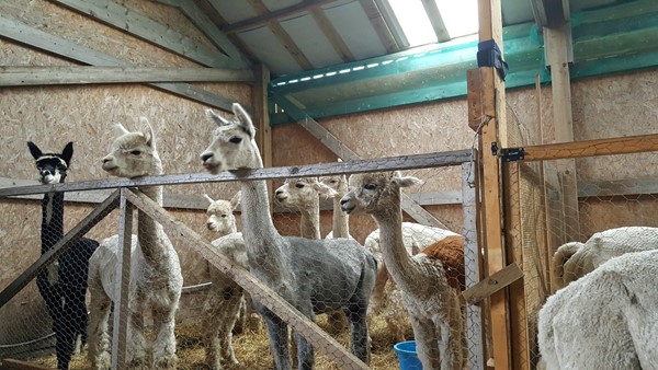 Picture of The Alpaca Trekking Centre, Thornhill