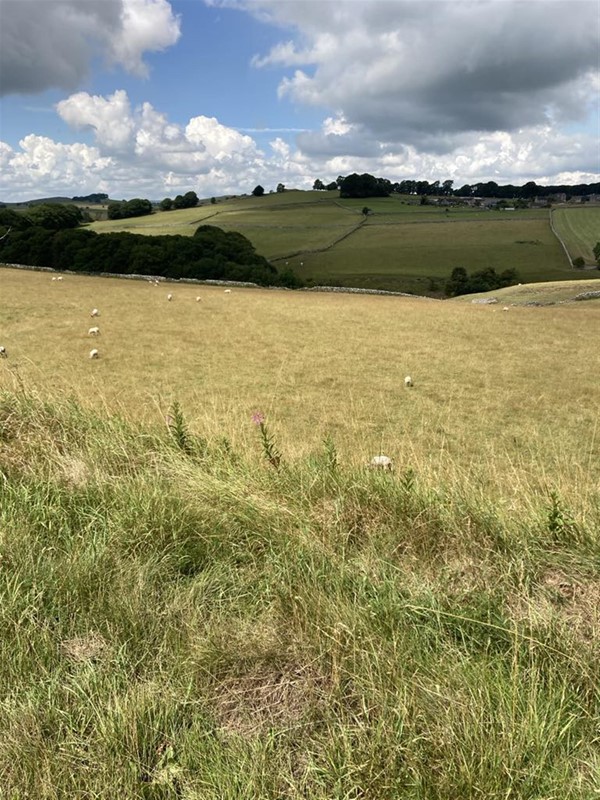 Image of a field