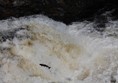 Image of a fish jumping out of a river