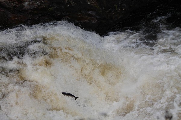 Image of a fish jumping out of a river
