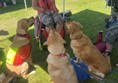 Three dogs at River Dart Country Park