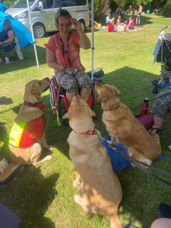 Three dogs at River Dart Country Park