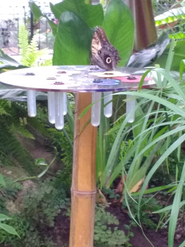 the tropical butterfly house