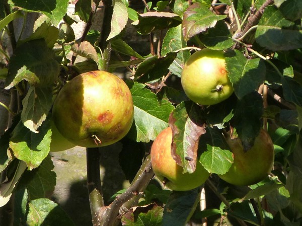 Picture of Archivist's Garden - Apples