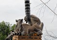 Picture of the Tropica Butterfly House - Meerkats