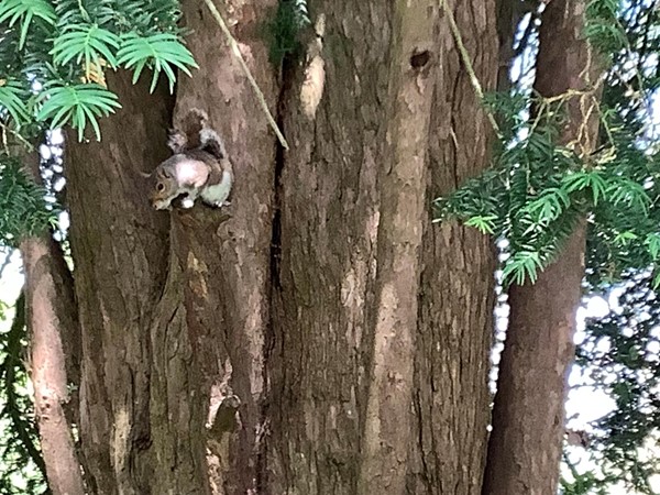 You will hear the happy sounds of small birds and water birds, and the little voice of a squirrel may be heard. There are lots of them all over the park.