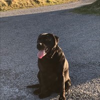 My faithful friend, Skye ❤️