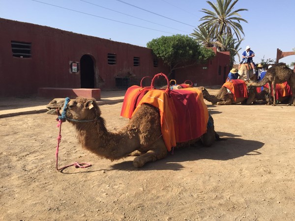 Picture of Marrakesh - Camel