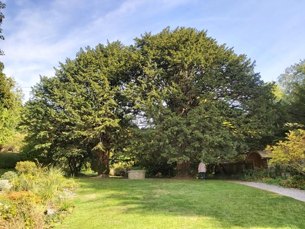 Picture of a tree
