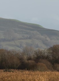 RSPB Ham Wall
