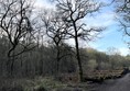 Picture of woodland