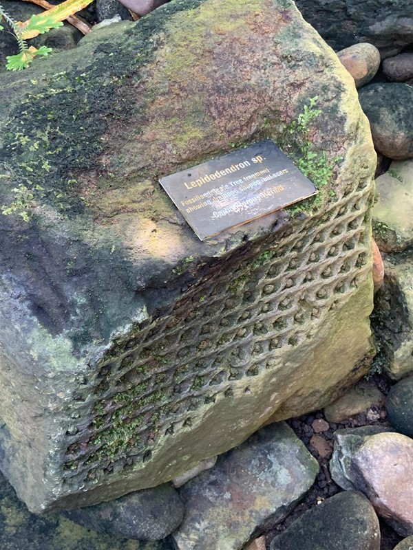 Image of a rock with a patch of fossilised tree bark. There is a small metal plaque attached to the stone with an explanation.