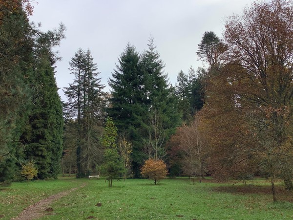 3 variety of trees