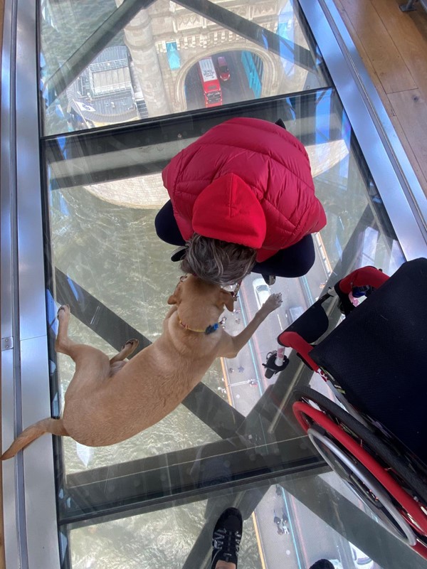 Image of a person and a dog on a glass floor