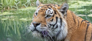 Banham Zoological Gardens