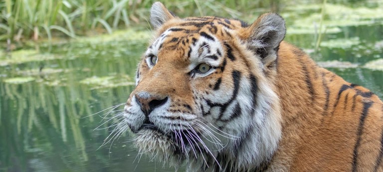 Banham Zoological Gardens
