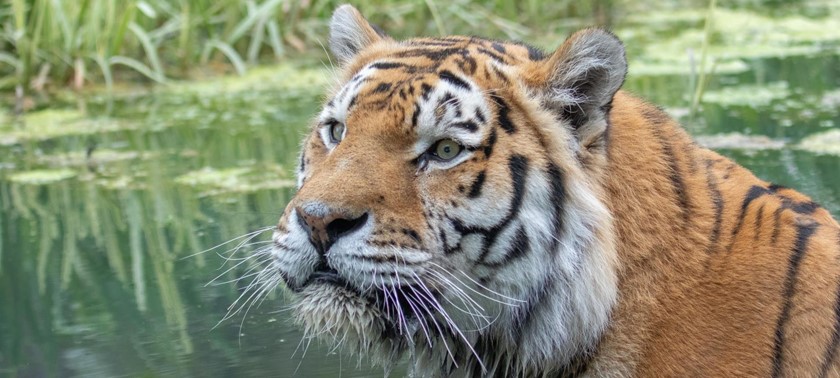 Banham Zoological Gardens