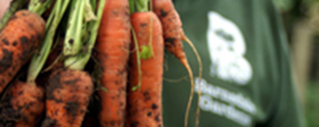 Basics of Vegetable Growing article image