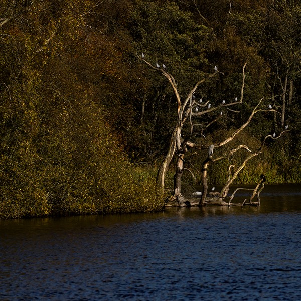 Wildlife on the lake