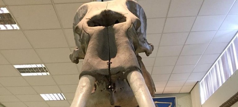 Cole Museum of Zoology