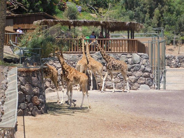Giraffes  at Oasis Park
