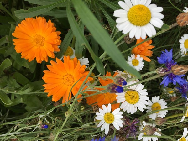 Picture of flowers at Rimrose Valley Country Park