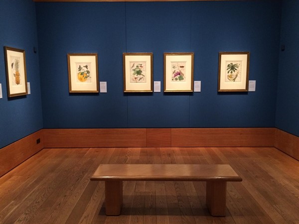 Photo of Maria Merian's Butterflies exhibition.