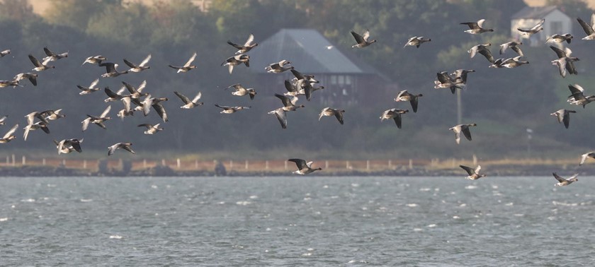 Montrose Basin Visitor Centre