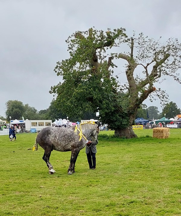 Horse
