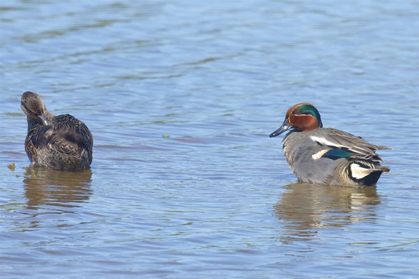 Image of a teal