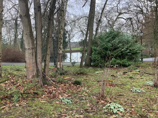 Picture of a Coworth Park woodland