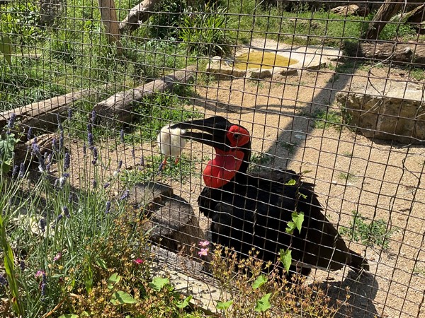 Southern ground hornbill