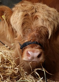 Royal Welsh Show