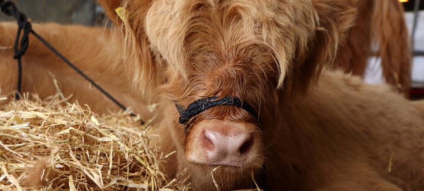 Royal Welsh Show