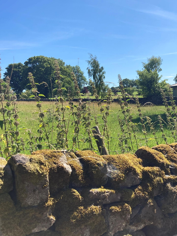 The view from the bottom of the garden which is fully accessible by wheelchair